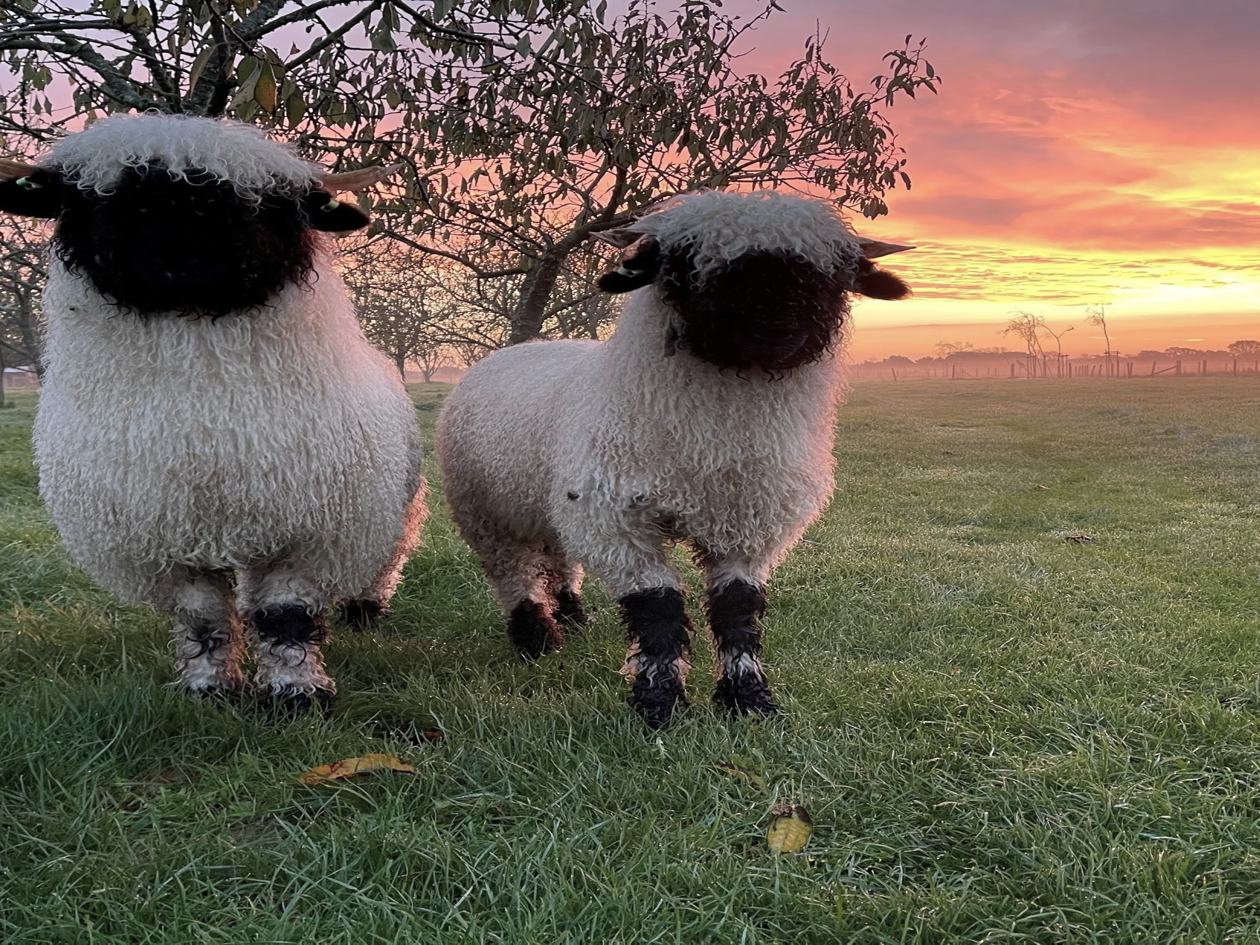 Sheep Couple